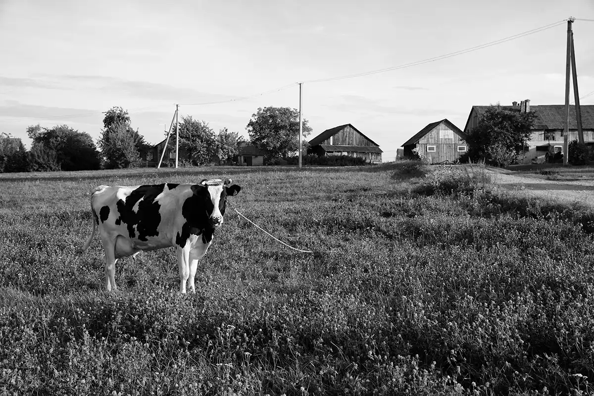 Gonçalo Cunha de Sá