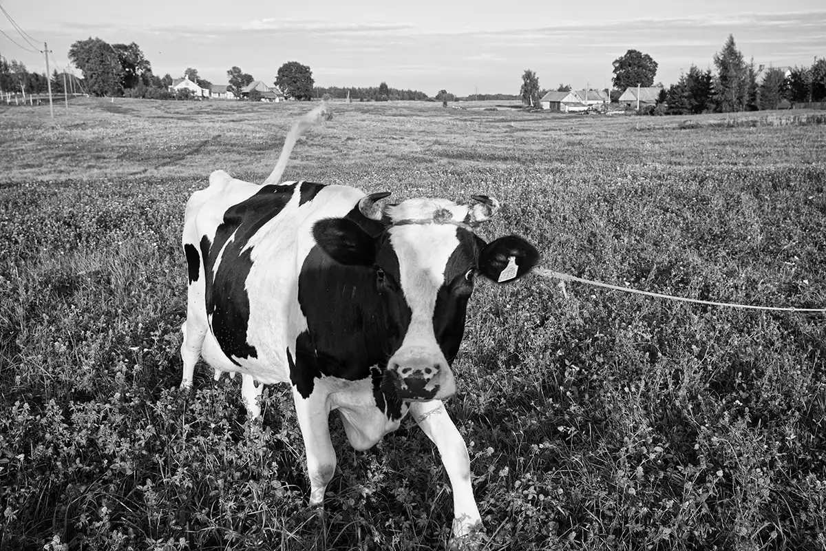 Gonçalo Cunha de Sá