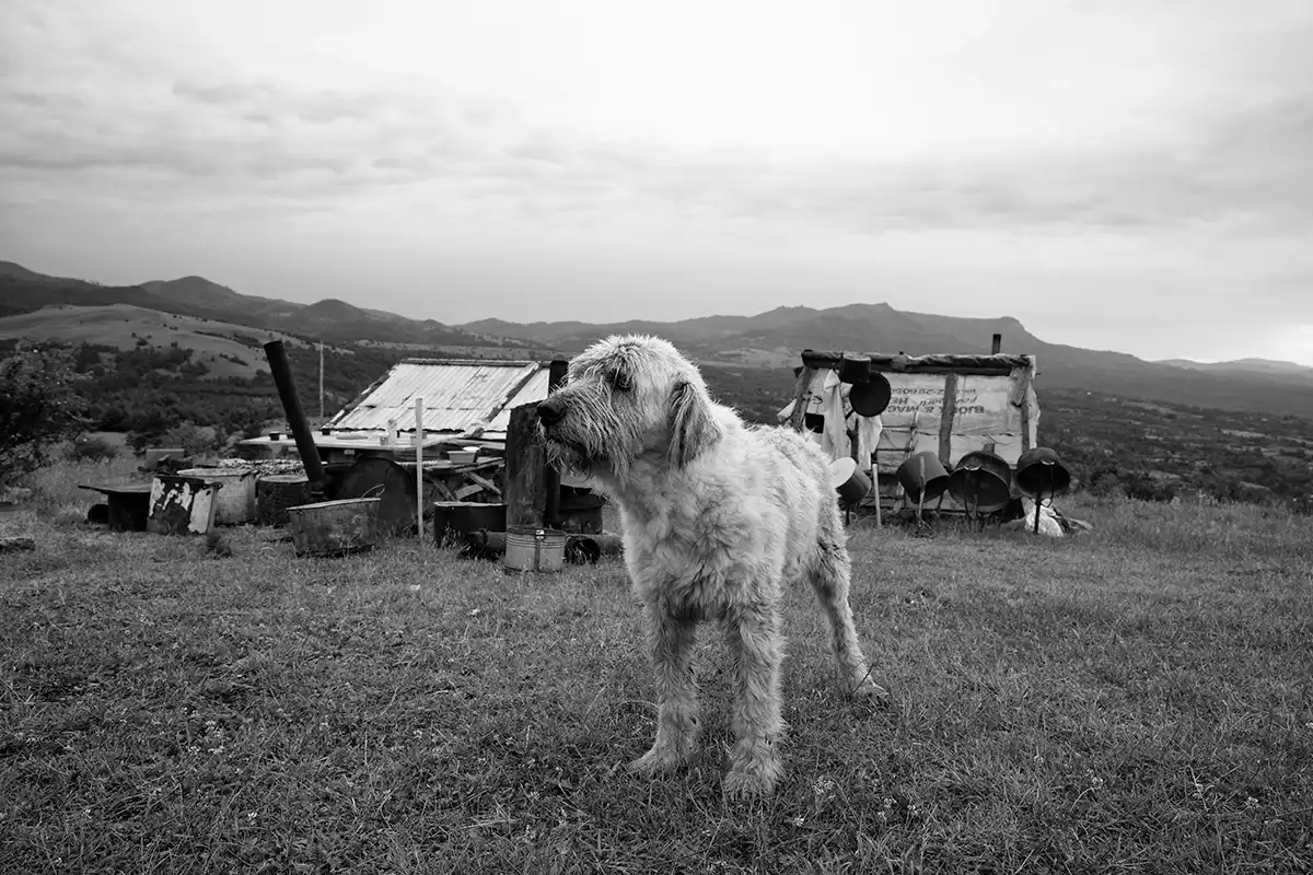 Gonçalo Cunha de Sá