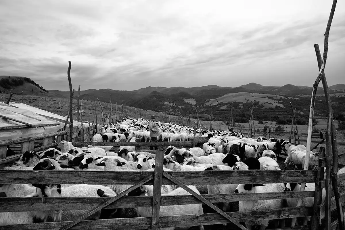 Gonçalo Cunha de Sá