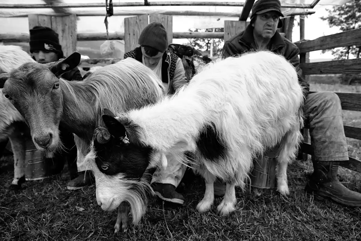 Gonçalo Cunha de Sá