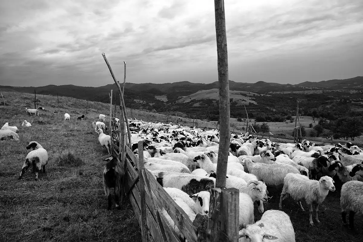 Gonçalo Cunha de Sá