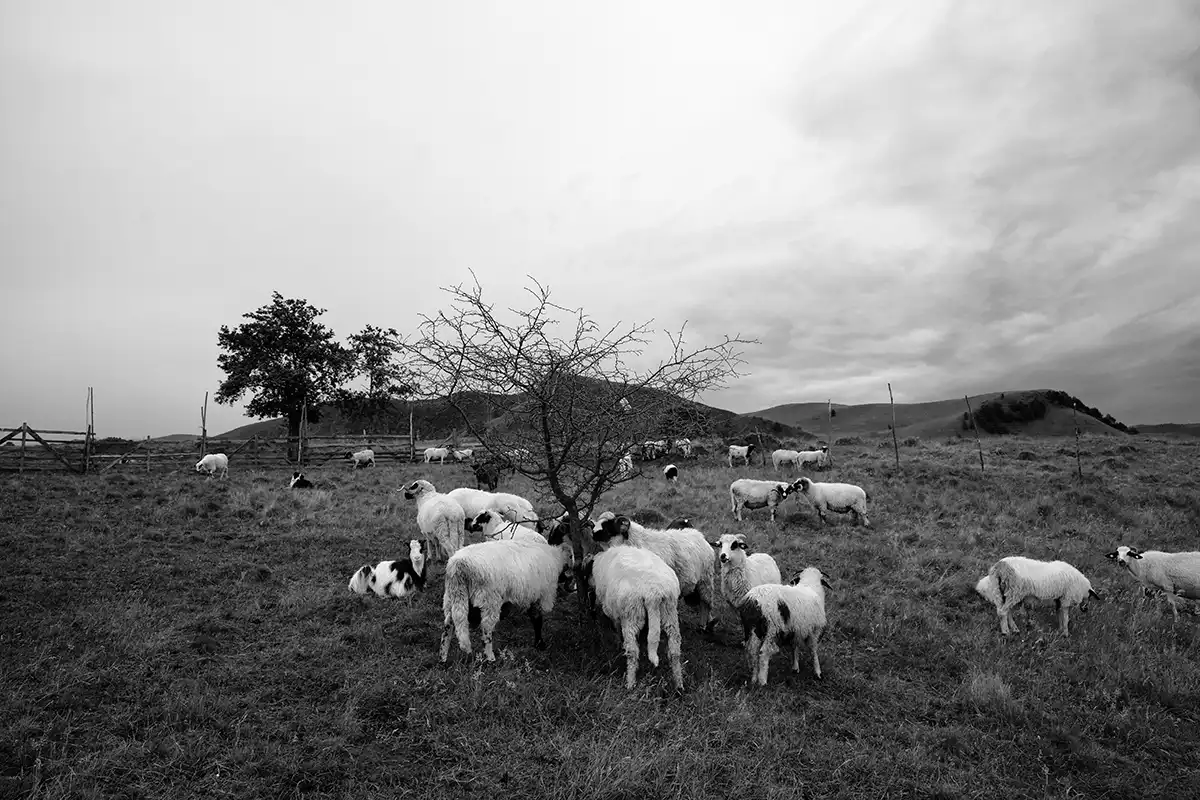 Gonçalo Cunha de Sá