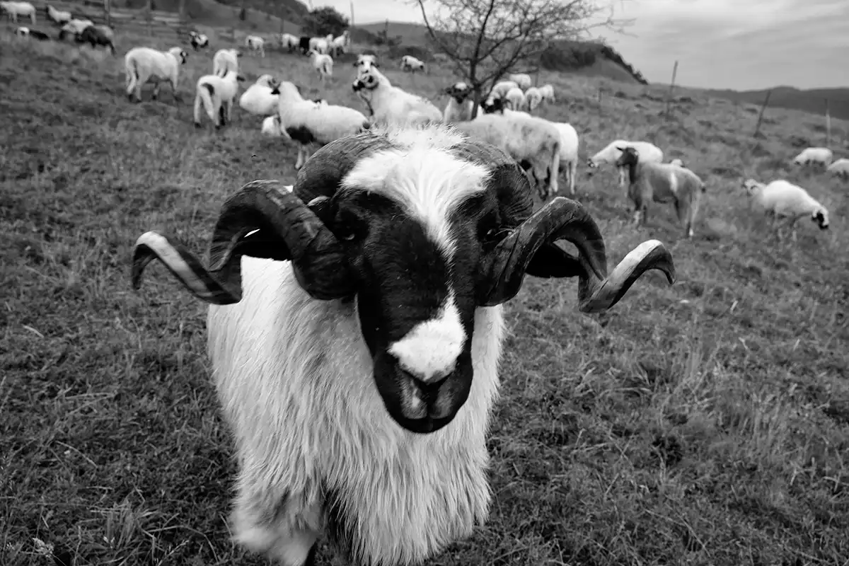 Gonçalo Cunha de Sá