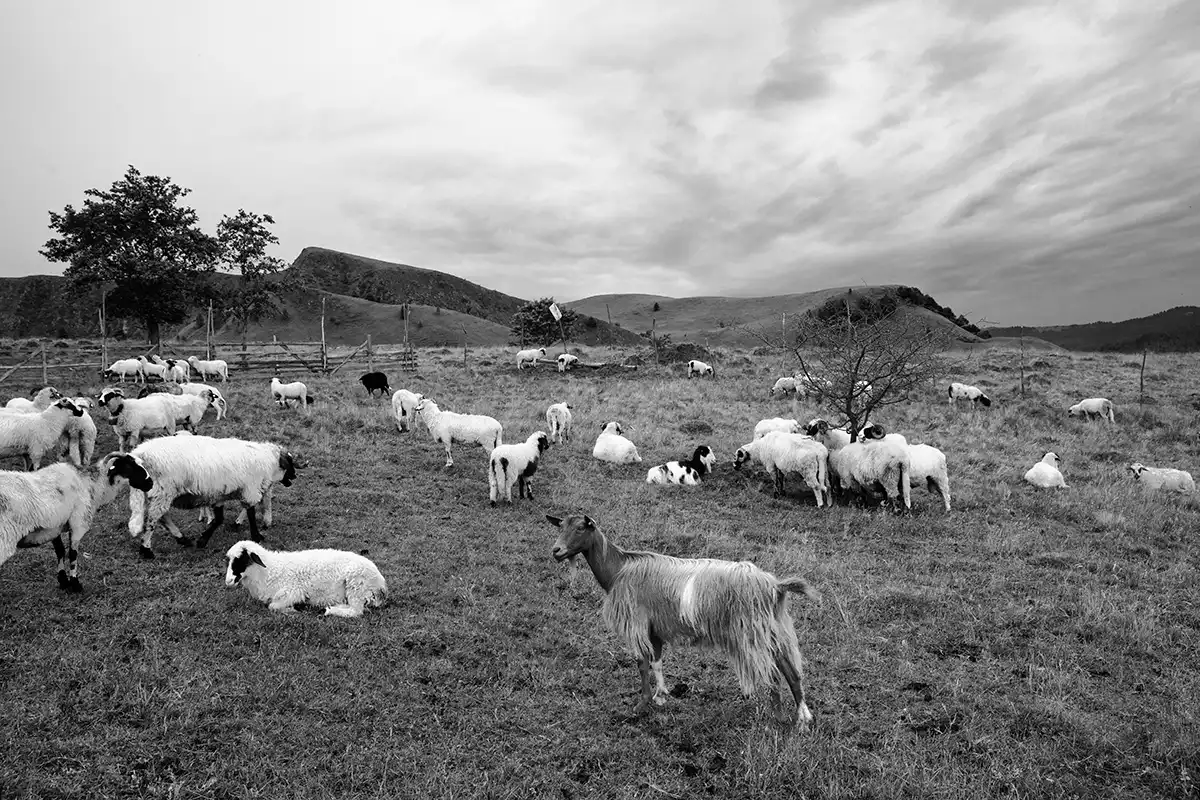 Gonçalo Cunha de Sá