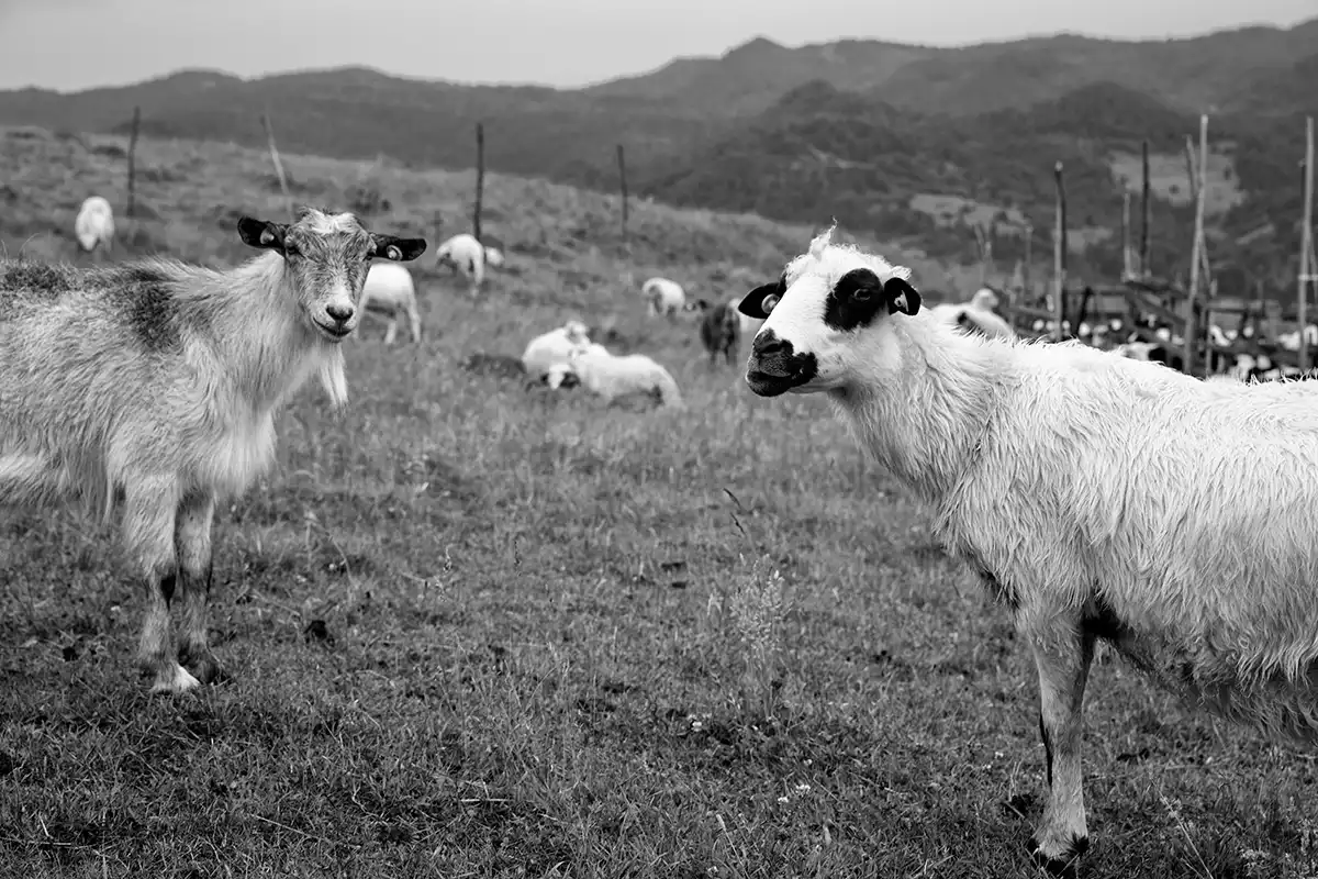 Gonçalo Cunha de Sá