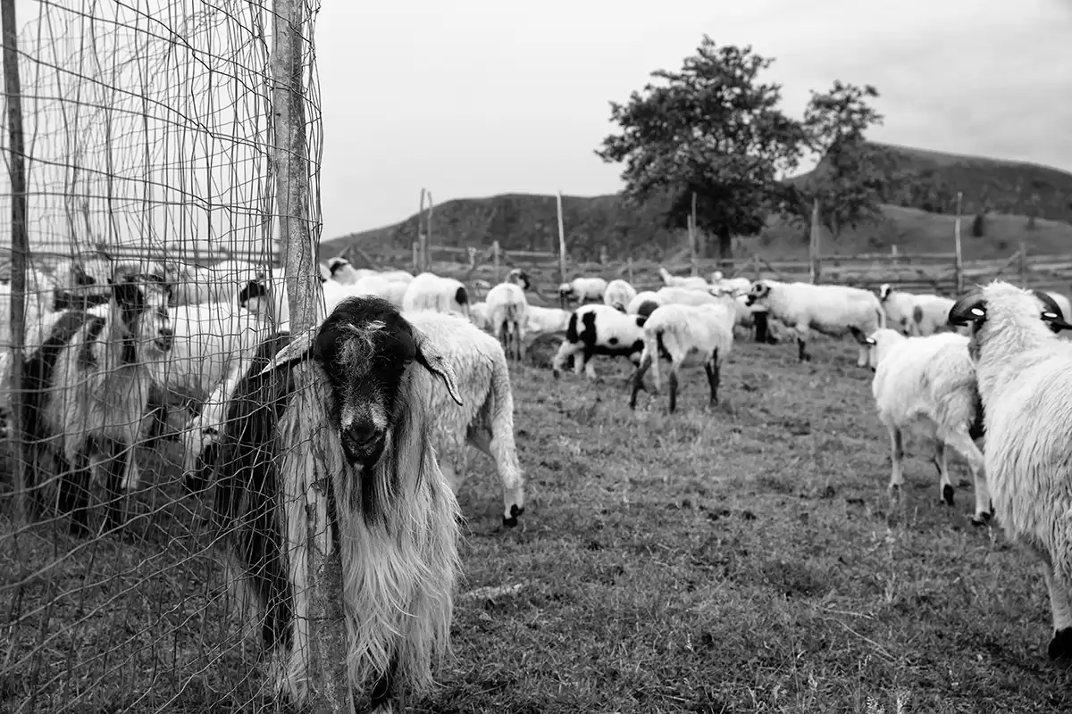Gonçalo Cunha de Sá