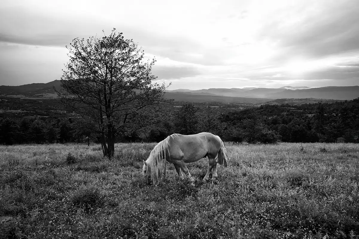 Gonçalo Cunha de Sá